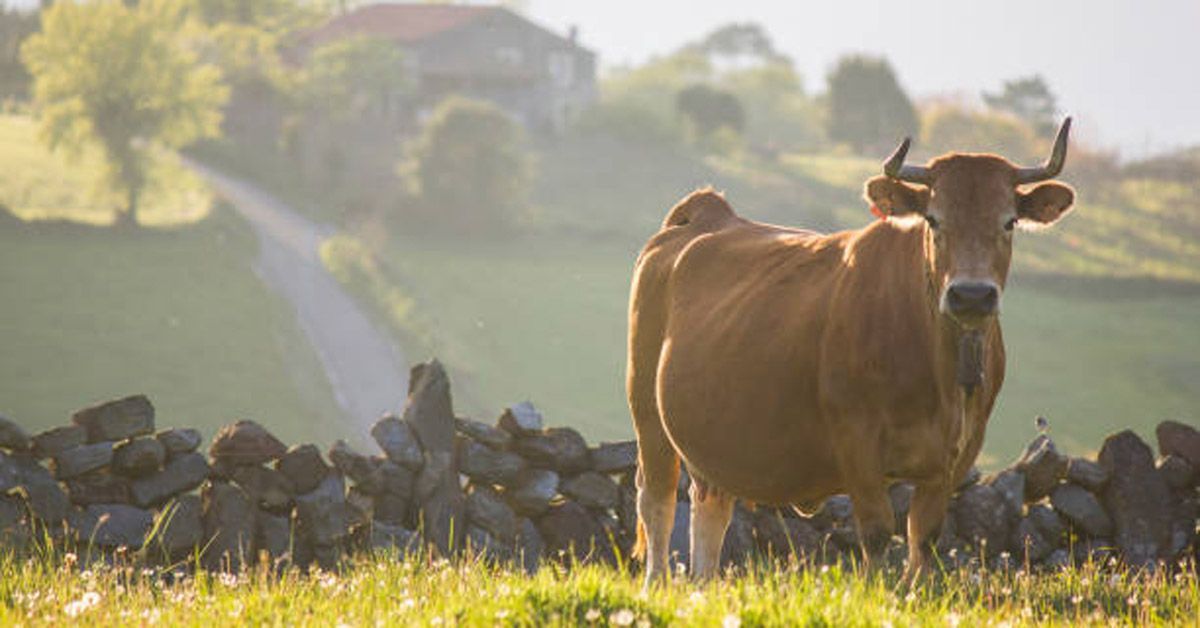 vaca rubia galega