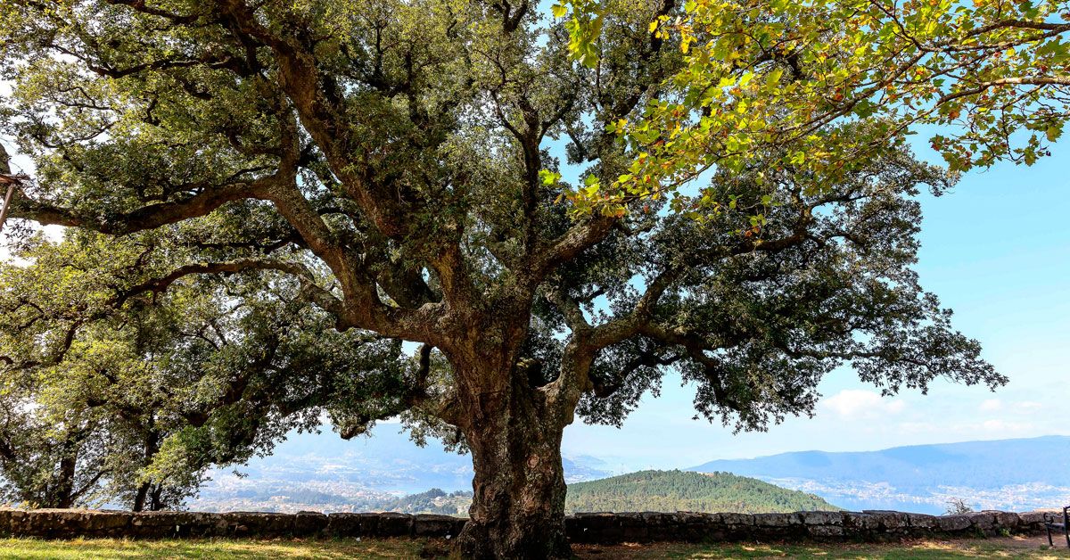 arbore-natureza-bosque-castineiro-senlleira