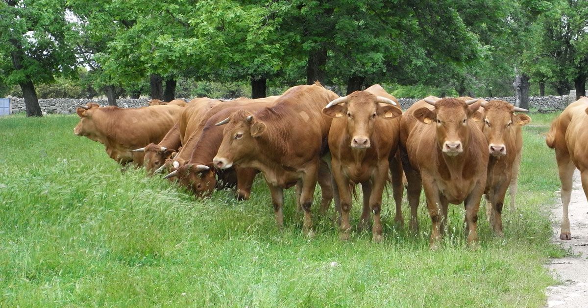 vaca raza rubia galega acruga2