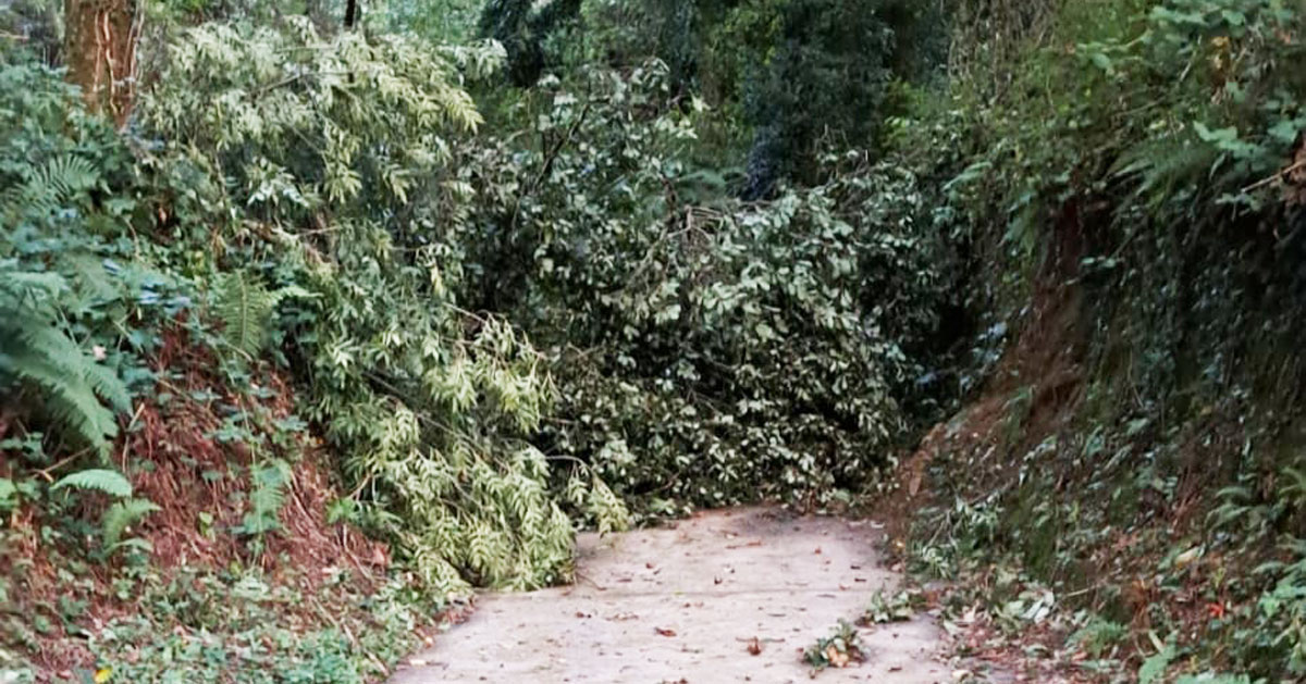 Árbores caídas cortando paso camiño Samos