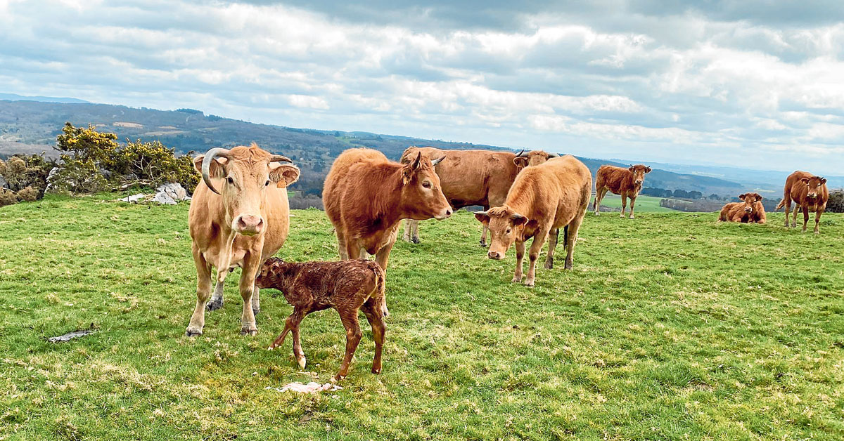 ganderia-carne-rubia-galega-vaca