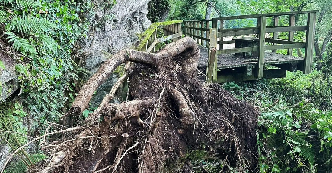 Árbore-caída-no-paseo-das-Aceas-Sarria