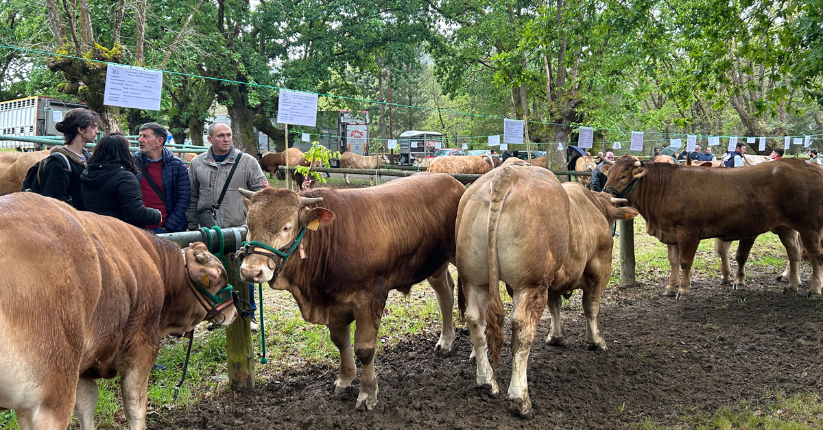 Feira da Tenreira de Láncara 2024 gando