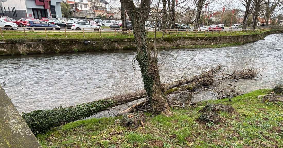 Árbores-no-río-en-Sarria