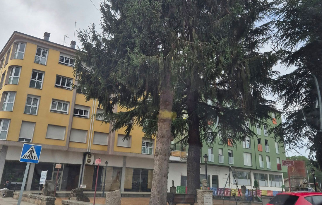 árbores-Praza-Edizlo-Láncara