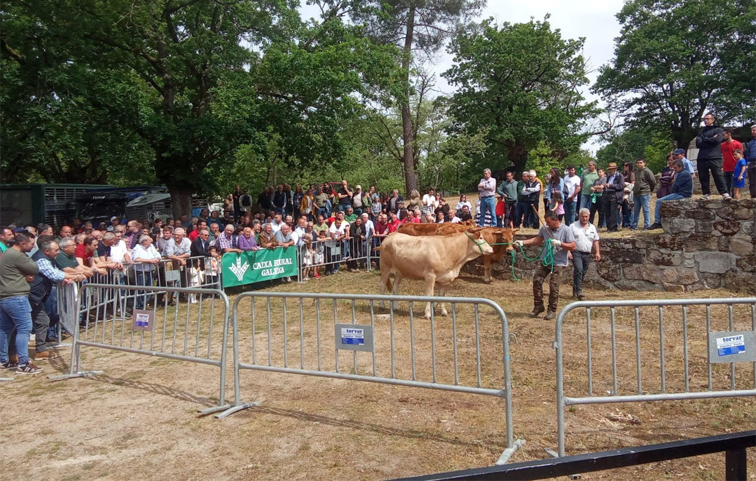 Acruga-subasta-Rubia-Galega-Festa-da-Tenreira-Galega-lancara-2026-1