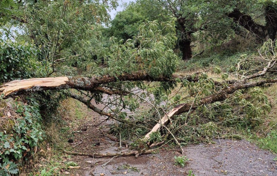 SAMOS arbores temporal