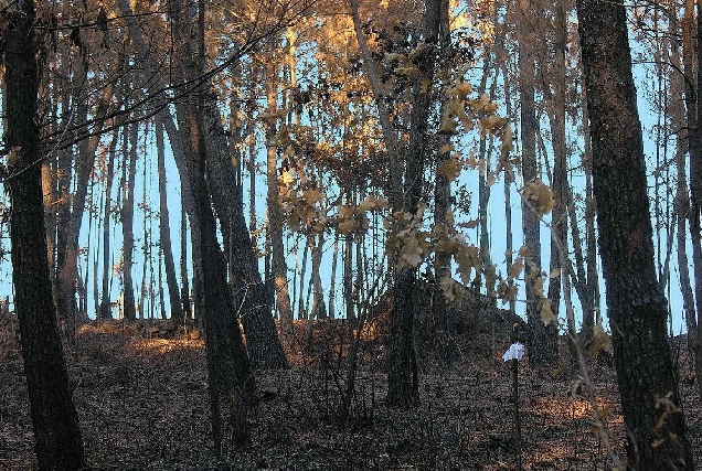 Monte queimado por un incendio forestal