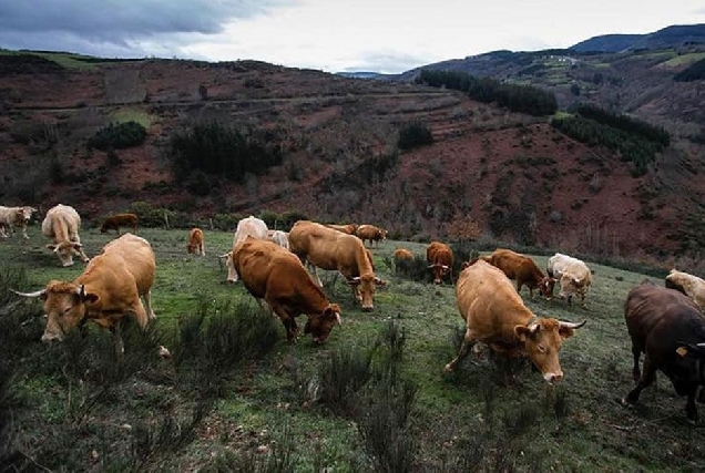 gandeiría vacas monte