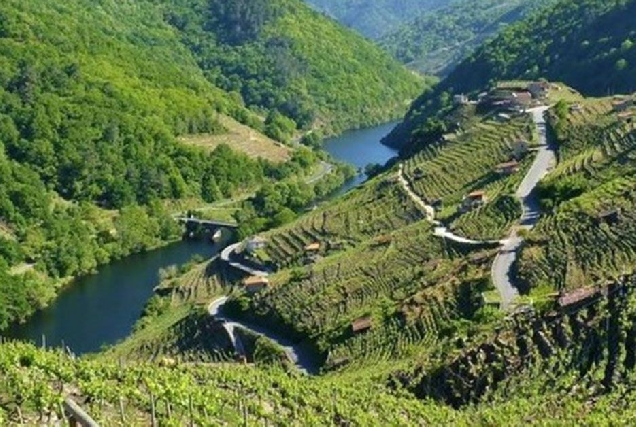 ribeira-sacra-viñedos