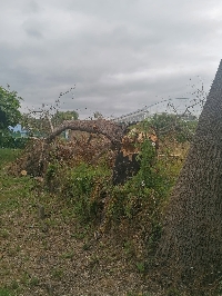 arbore sarria parque chanto maleza