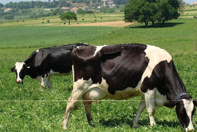 vacas-leite