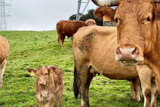 vacas gando animais gandeiria