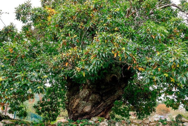 CASTInEIRO CASA FRAGUEIRO LUGO arbore natureza bosque castineiro senlleira