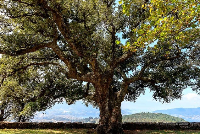 arbore-natureza-bosque-castineiro-senlleira