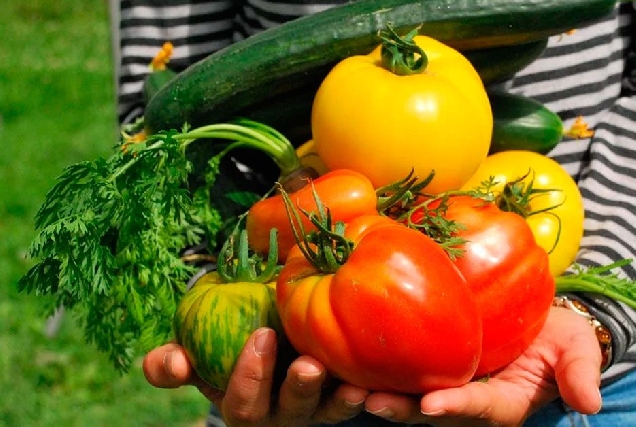 horta horto alimentos vexetais