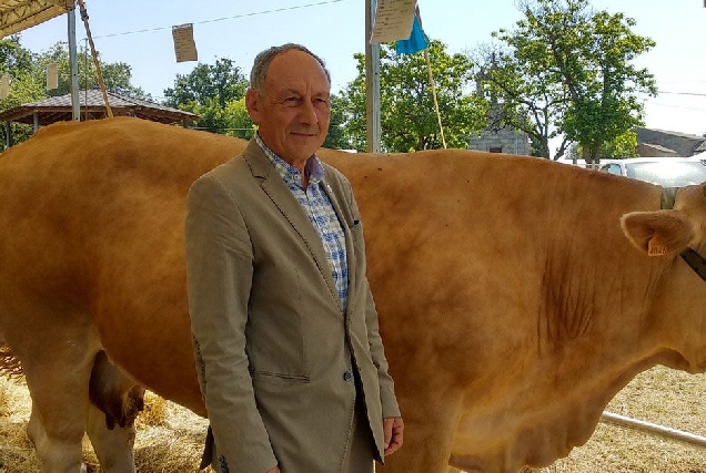 cesar dorado vaca raza rubia galega acruga adai