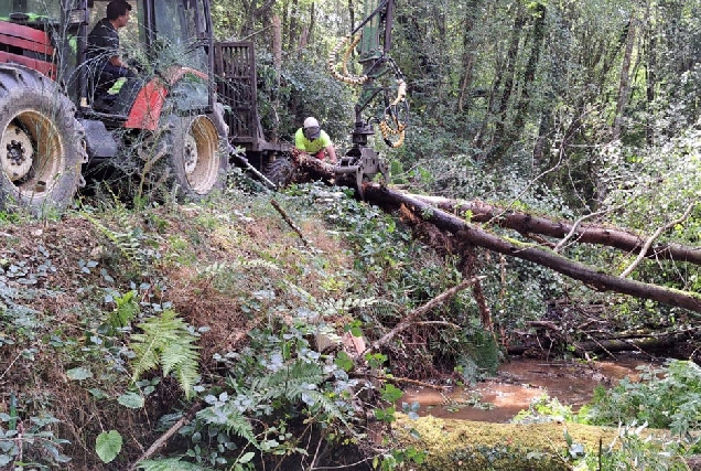 Trabajos de retirada de arboles caidos riotorto baleira