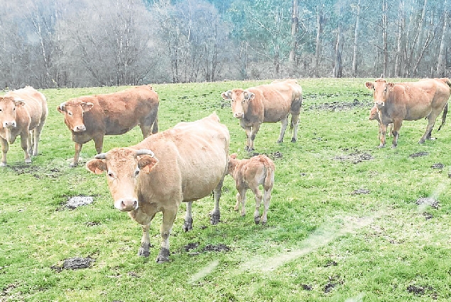 gando carne rubia galega