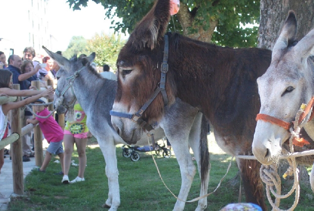 carreira-de-burros-o-savinao