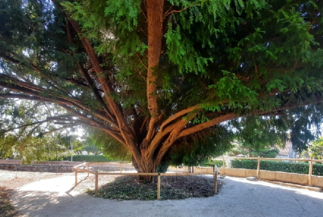 Imaxe do teixo centenario en Guísamo