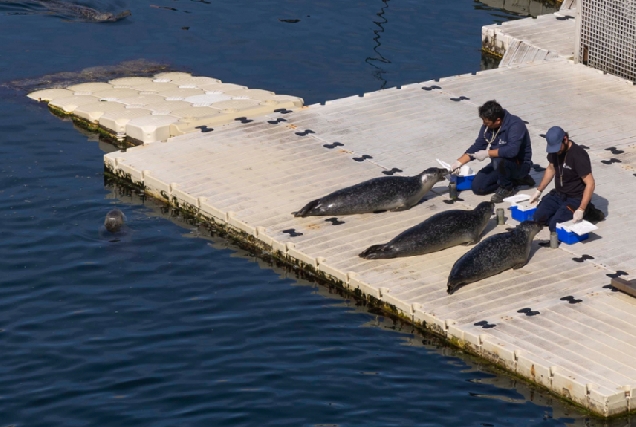 Imaxe das focas do Aquarium Finisterrae